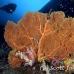 fan_sea_eh_sim_h_0061_tha3586.jpg